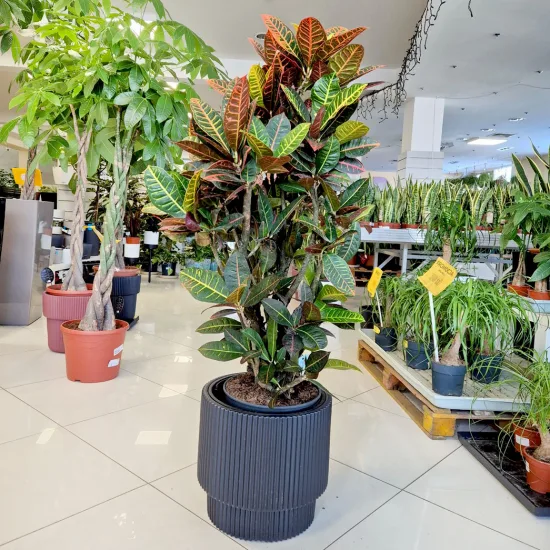 Kroton pstry trójskrzyn (Codiaeum 'Petra’)