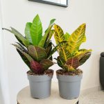 Kroton pstry trójskrzyn (Codiaeum 'Petra') 50cm