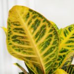 Kroton pstry trójskrzyn (Codiaeum 'Petra') 50cm