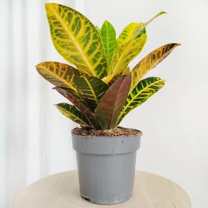 Kroton pstry trójskrzyn (Codiaeum 'Petra') 50cm
