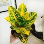 Kroton pstry trójskrzyn (Codiaeum 'Petra') 50cm