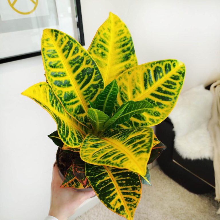 Kroton pstry trójskrzyn (Codiaeum 'Petra') 50cm