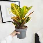 Kroton pstry trójskrzyn (Codiaeum 'Petra') 50cm