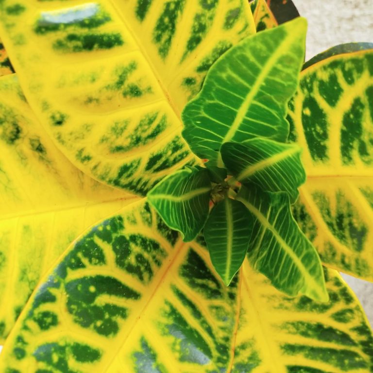 Kroton pstry trójskrzyn (Codiaeum 'Petra') 50cm