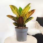 Kroton pstry trójskrzyn (Codiaeum 'Petra') 50cm