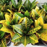 Kroton pstry trójskrzyn (Codiaeum 'Petra') 50cm