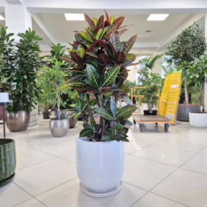 Kroton pstry trójskrzyn (Codiaeum 'Petra') 130-140cm