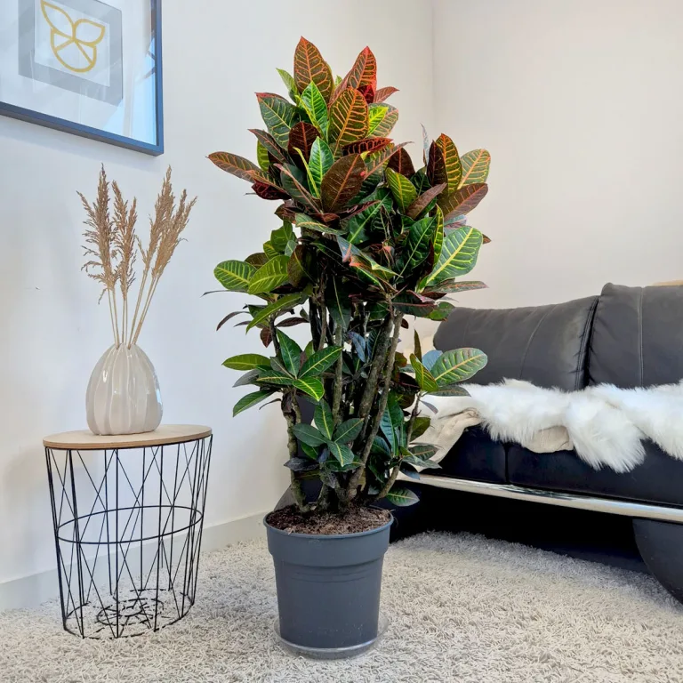 Kroton pstry trójskrzyn (Codiaeum 'Petra') 135cm