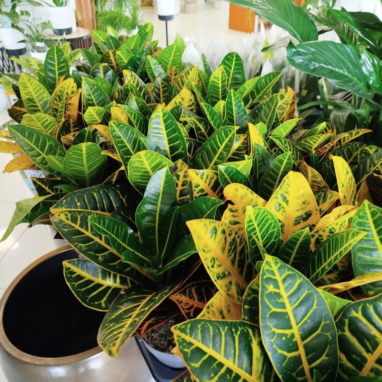 Kroton pstry trójskrzyn (Codiaeum 'Petra') 50cm