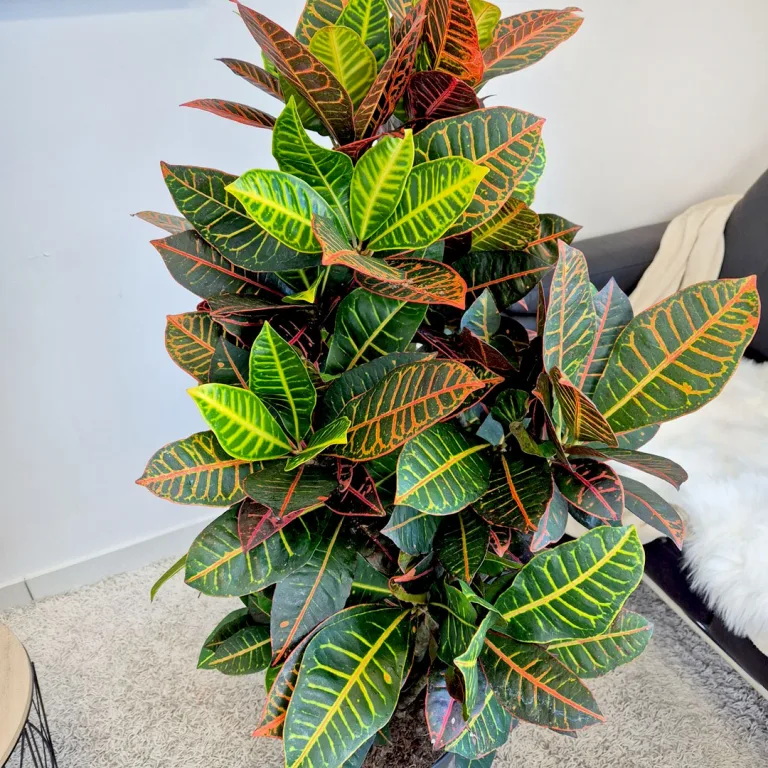 Kroton pstry trójskrzyn (Codiaeum 'Petra') 135cm