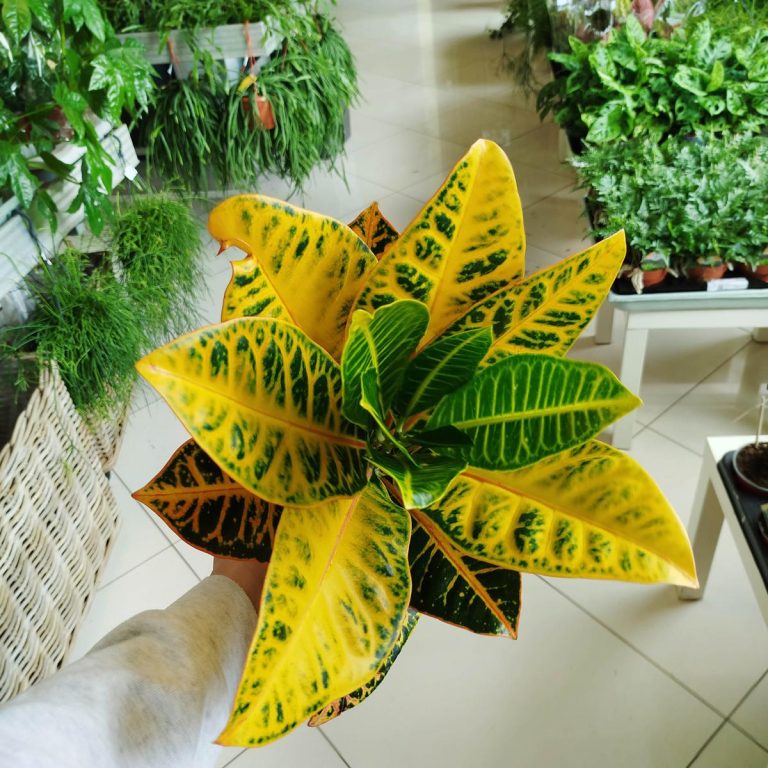 Kroton pstry trójskrzyn (Codiaeum 'Petra') 50cm