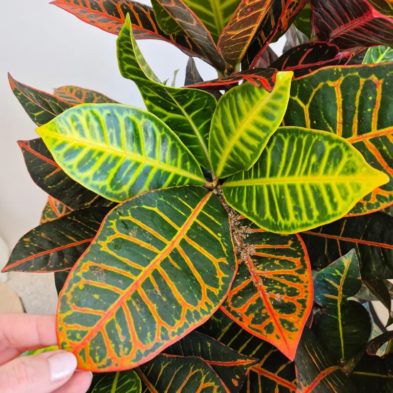 Kroton pstry trójskrzyn (Codiaeum 'Petra') 135cm