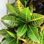 Kroton pstry trójskrzyn (Codiaeum 'Petra') 50cm