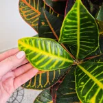 Kroton pstry trójskrzyn (Codiaeum 'Petra') 135cm