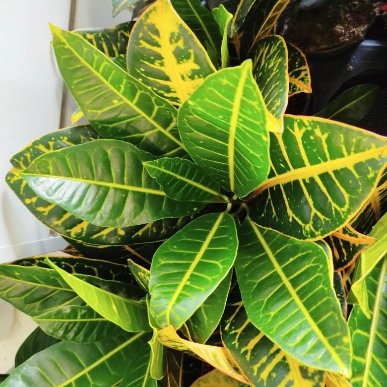 Kroton pstry trójskrzyn (Codiaeum 'Petra') 50cm