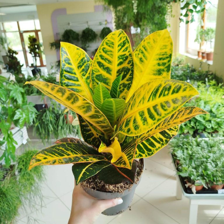 Kroton pstry trójskrzyn (Codiaeum 'Petra') 50cm