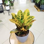 Kroton pstry trójskrzyn (Codiaeum 'Petra') 50cm