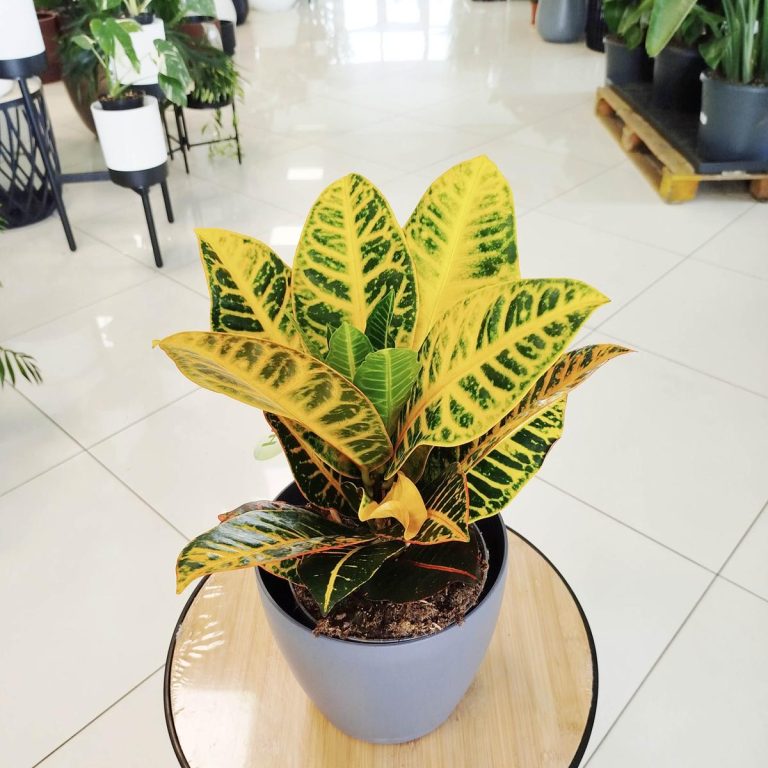 Kroton pstry trójskrzyn (Codiaeum 'Petra') 50cm