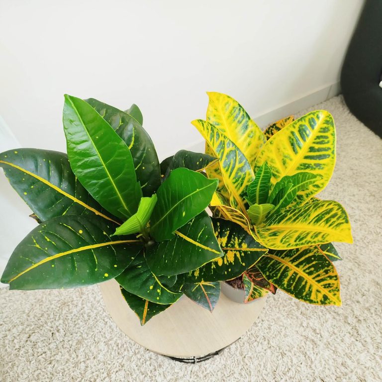 Kroton pstry trójskrzyn (Codiaeum 'Petra') 50cm