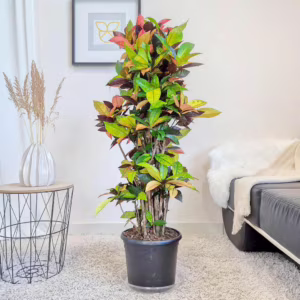 Kroton pstry trójskrzyn (Codiaeum variegatum 'Mrs. Iceton') 140-150cm