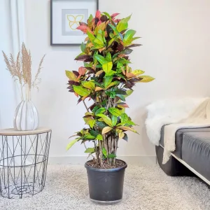 Kroton pstry trójskrzyn (Codiaeum variegatum 'Mrs. Iceton') 140cm