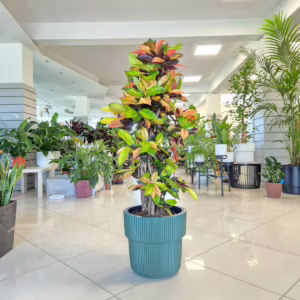 Kroton pstry trójskrzyn (Codiaeum variegatum 'Mrs. Iceton') 140-150cm