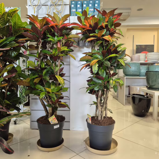 Kroton iceton kolorowe liście