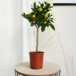 Kalamondyna - Drzewko cytrusowe (Citrus Fortunella Margarita) 60cm