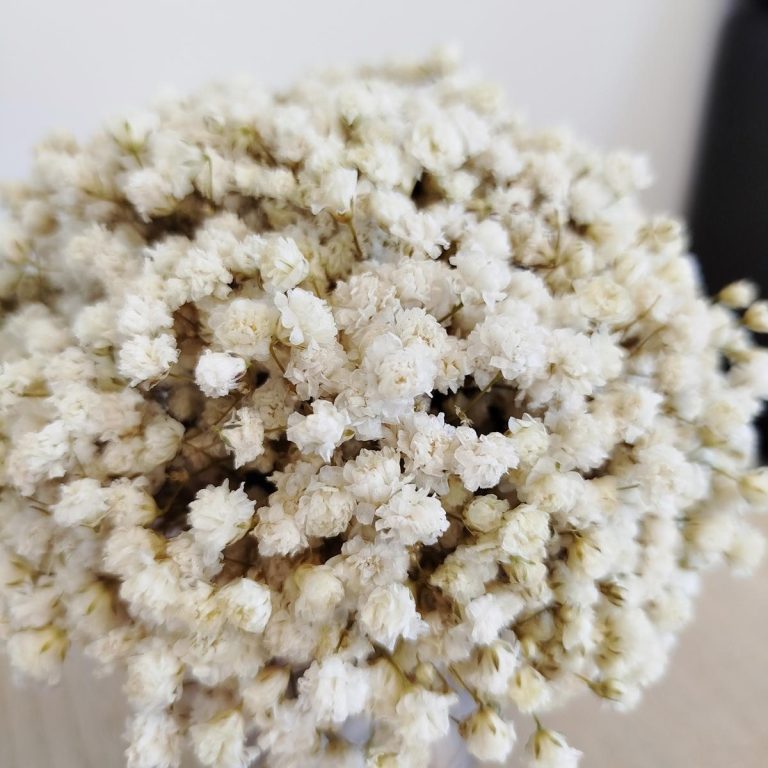 Gipsówka stabilizowana wiecznie żywa flower box w ceramicznej doniczce