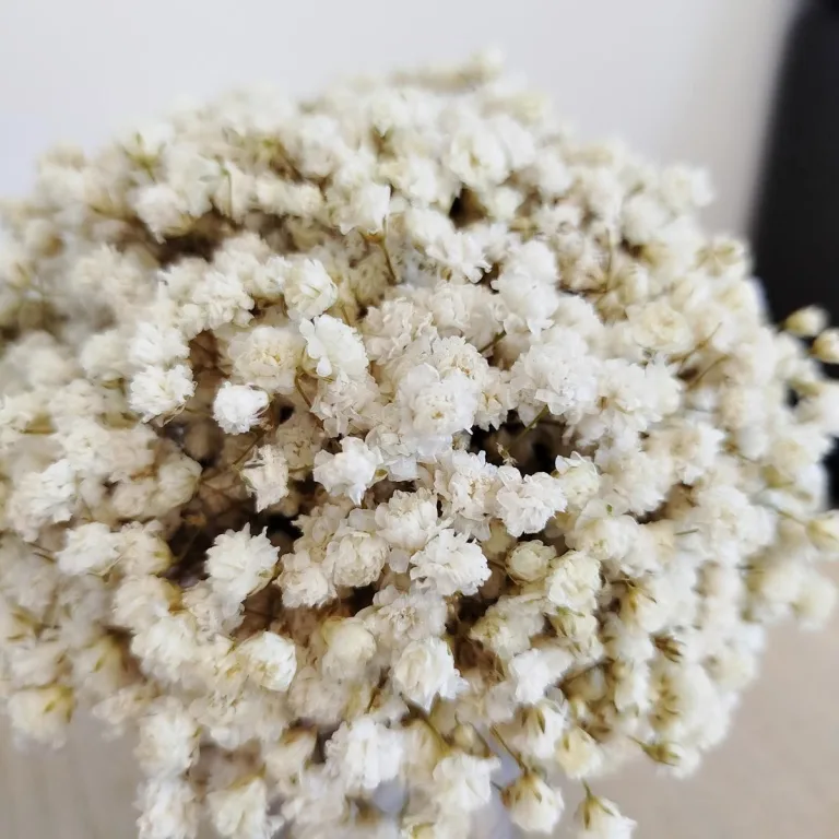 Gipsówka stabilizowana wiecznie żywa flower box w ceramicznej doniczce