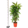 Dracena wonna (Dracaena fragrans ‘Lemon Lime’) 140-150cm