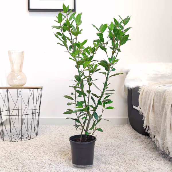 Liść laurowy (Laurus nobilis) Laur Wawrzyn 80-90cm