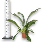 Paproć płaskla łosioroga (Platycerium bifurcatum) 40cm