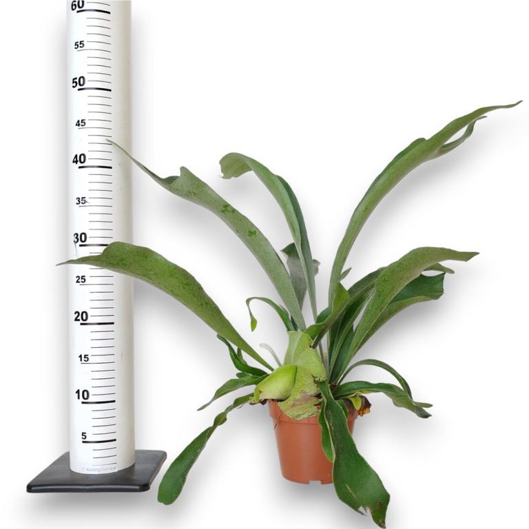 Paproć płaskla łosioroga (Platycerium bifurcatum) 40cm