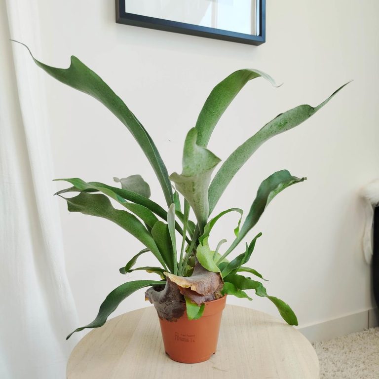 Paproć płaskla łosioroga (Platycerium bifurcatum) 40cm