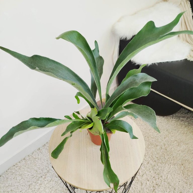 Paproć płaskla łosioroga (Platycerium bifurcatum) 40cm