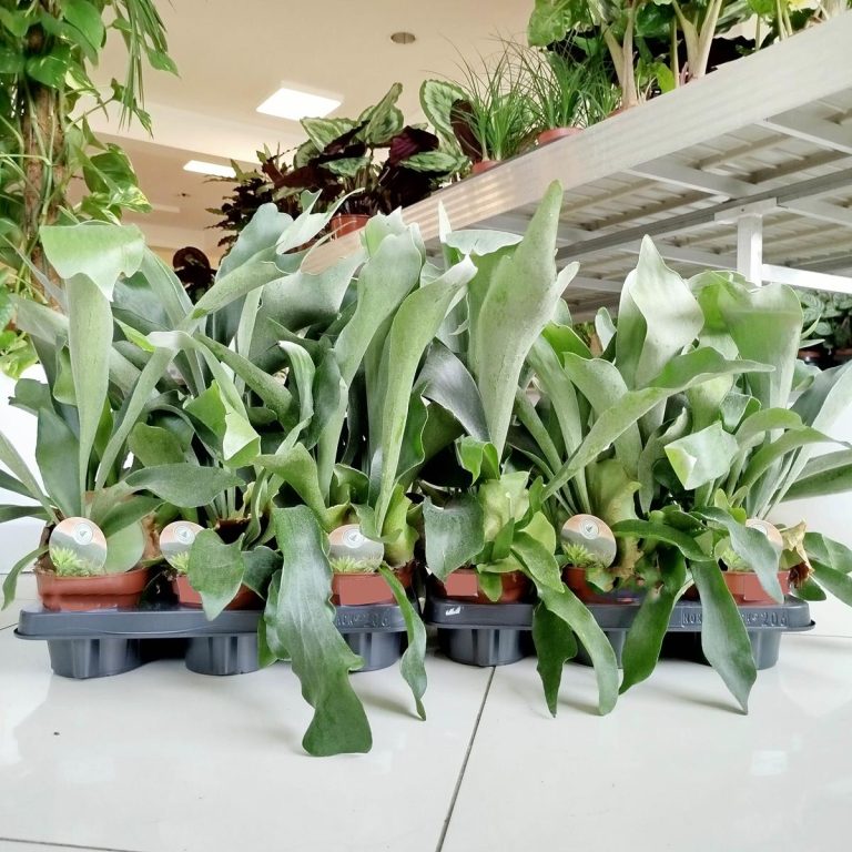 Paproć płaskla łosioroga (Platycerium bifurcatum) 40cm