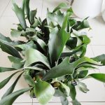 Paproć płaskla łosioroga (Platycerium bifurcatum) 40cm