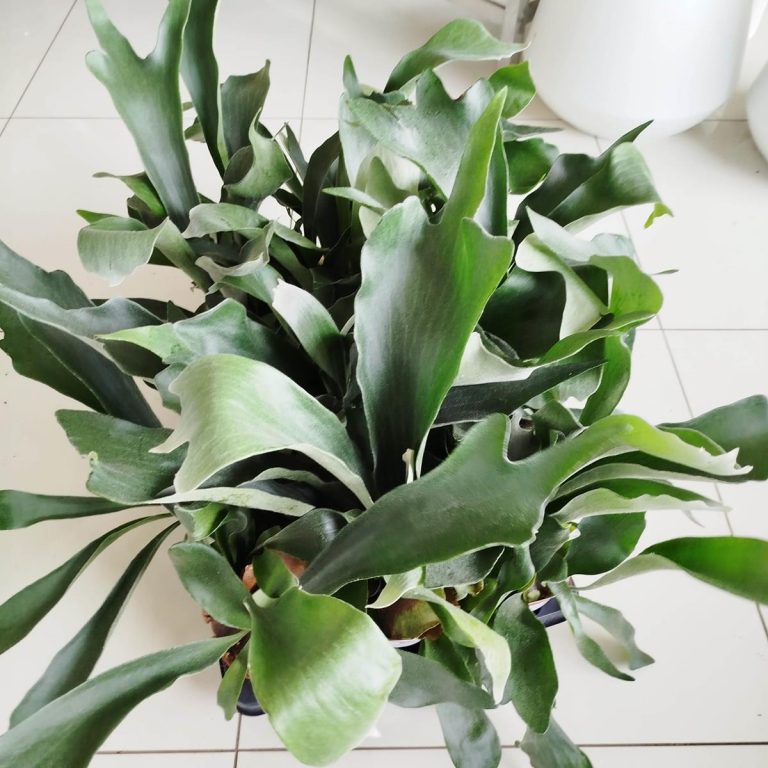 Paproć płaskla łosioroga (Platycerium bifurcatum) 40cm