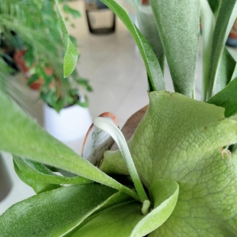 Paproć płaskla łosioroga (Platycerium bifurcatum) 40cm