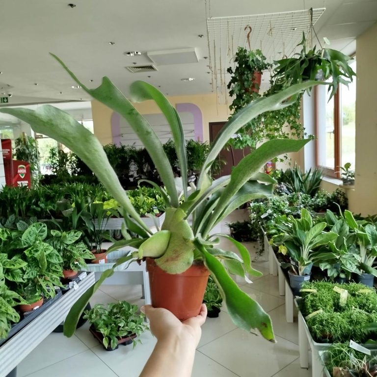 Paproć płaskla łosioroga (Platycerium bifurcatum) 40cm