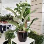 Paproć płaskla łosioroga (Platycerium bifurcatum) 40cm