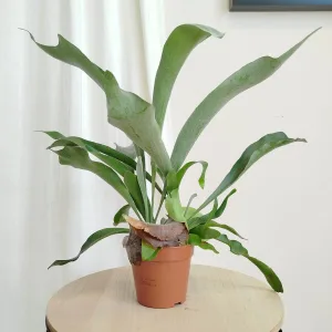 Paproć płaskla łosioroga (Platycerium bifurcatum) 40cm