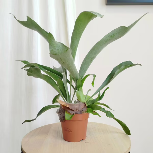 Paproć płaskla łosioroga (Platycerium bifurcatum) 40-45cm
