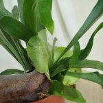 Paproć płaskla łosioroga (Platycerium bifurcatum) 40cm