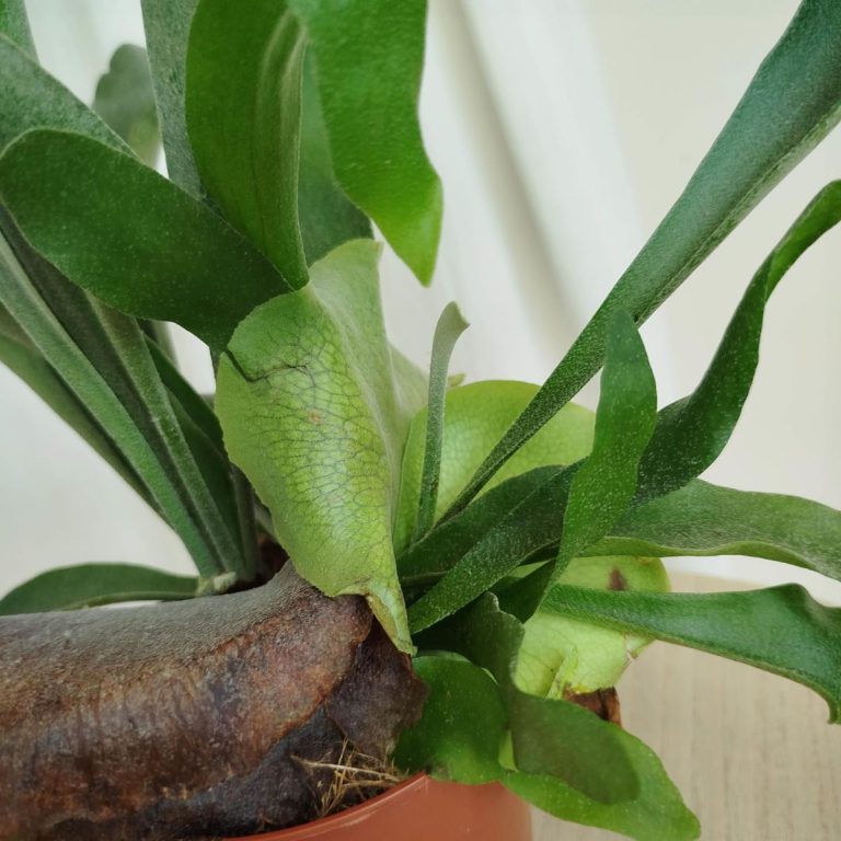 Paproć płaskla łosioroga (Platycerium bifurcatum) 40cm