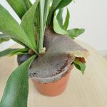 Paproć płaskla łosioroga (Platycerium bifurcatum) 40cm