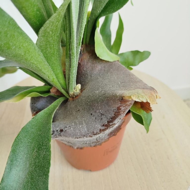 Paproć płaskla łosioroga (Platycerium bifurcatum) 40cm