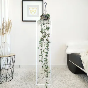 Lampion chiński (Ceropegia Woodii) 100cm