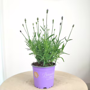 Lawenda wąskolistna (Lavandula Angusifolia 'Essence Pure') 25-30cm